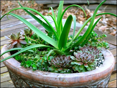 Succulent Garden Design on Your Home  Garden And Travel  My First Succulent Container Garden