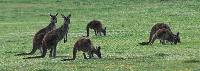 Western Grey Kangaroo (Macropus fuliginosus)