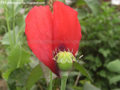 Opium Poppy Pod