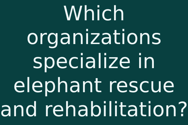 Which organizations specialize in elephant rescue and rehabilitation?