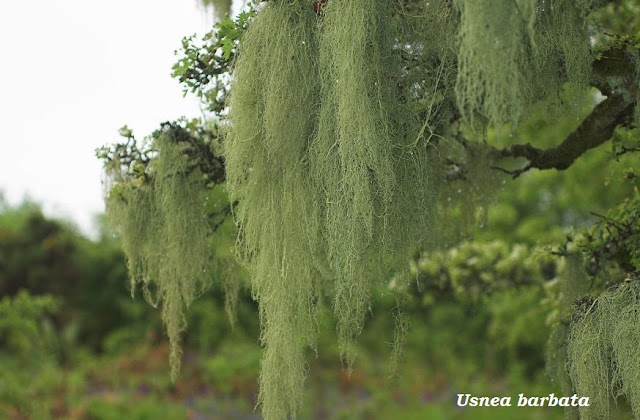 Usnea barbata