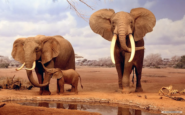 African Elephant Family