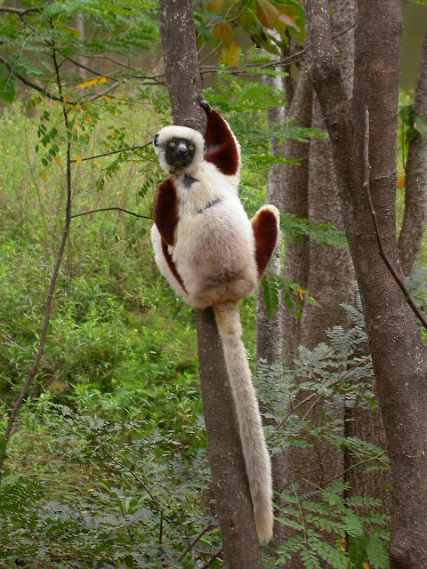 Propithecus coquereli