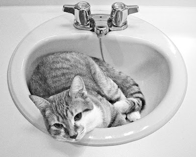 some cats love sinks by Kevin Steele from flickr (CC-NC)