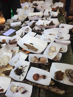 table of wild mushrooms