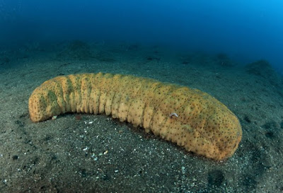 Pictures Of Sea Cucumbers3