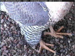 Close-up of female peregrine standing in the nest scrape. Click image to enlarge.