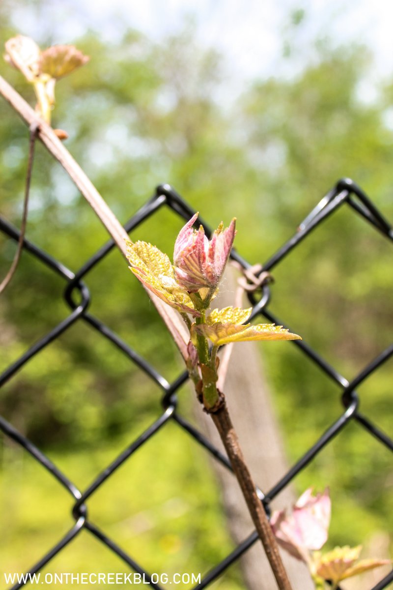 Blooming grape vines | On The Creek Blog