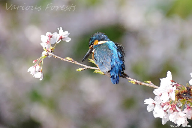 Cherry Blossoms and Kingfisher