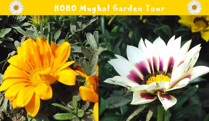 http://hohodelhi.com/mughal-garden/?utm_source=Mughal%20Garden%20Blog%20to%20HOHODelhi&utm_campaign=Mughal%20Garden%20Blog%20Post%20-%20CTA&utm_medium=Mughal%20Garden%20Blog%20Post%20-%20CTA&utm_term=Mughal%20Garden%20Blog%20Post%20-%20CTA&utm_content=Mughal%20Garden%20Blog%20Post%20-%20CTA