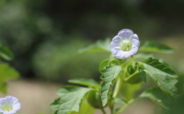 Apple of Peru Flowers Pictures