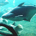 Iridescent Shark - Swai Fish Picture