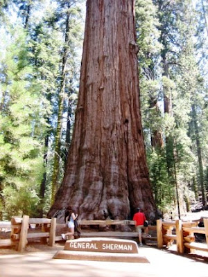 sequoia Hyperion arbol mas alto mundo