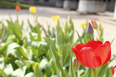 Red Tulips