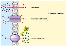 Active Transport