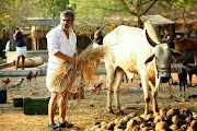 Veeram movie stills