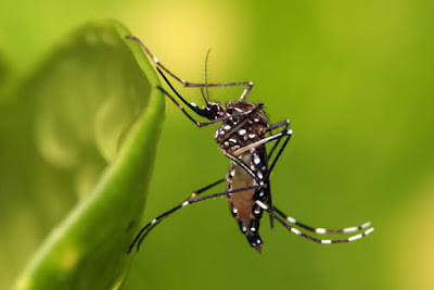 Aedes Aegypti merupakan salah satu spesies nyamuk yang berbahaya di dunia