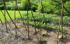 ﻿Tips for beginners to growing garden plants Vegetable seeds