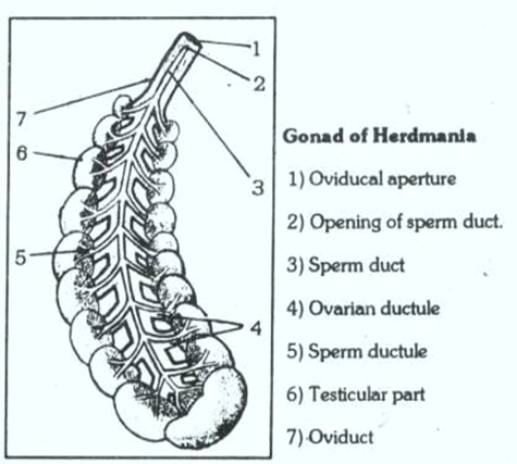 Herdmania-Gonads