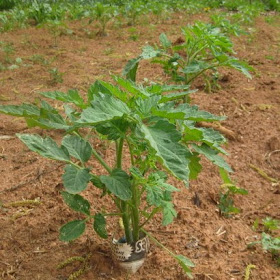 I should get a good crop of paste tomatoes