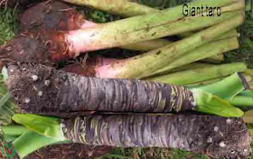giant taro vegetable; giant taro, মান কচু; বাস কচু