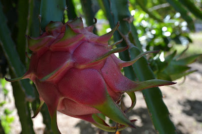 LUKISAN perasaan: JUS DRAGON FRUIT