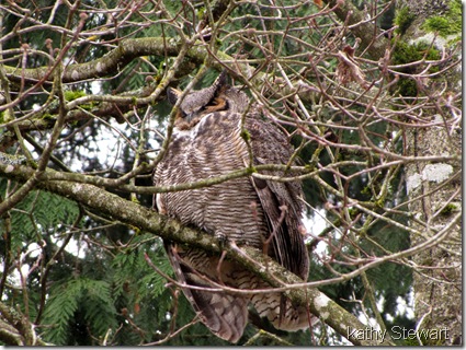 Great Horned Owl