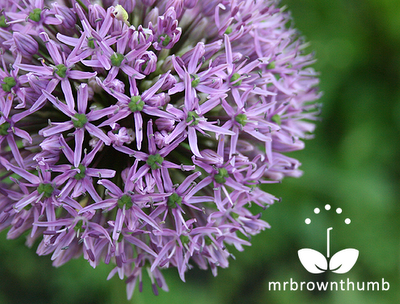 Allium seed pods forming.