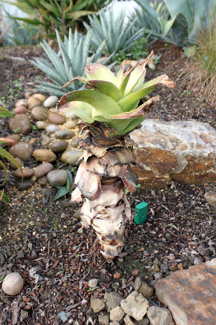 Aloe vaombe recovering from pest damage