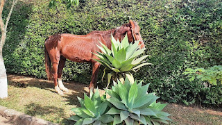 COPBEA resgata mais um cavalo debilitado abandonado em via pública