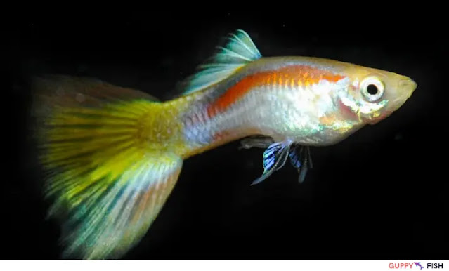 Guppy tail nipping