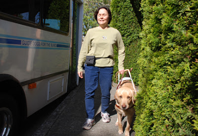 Donna and guide dog Kyle walk down the street next to a GDB bus