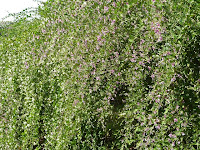 萩の花が滝のように流れて・・・・