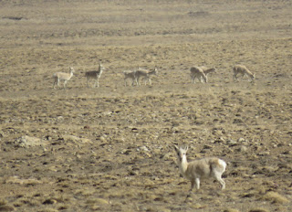 Procapra picticaudata, Goa, Tibetan Gazelle