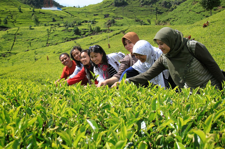 Hamparan kebun teh di Situ Patenggang