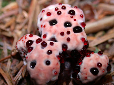 Devil's Tooth fungus image,bleeding-tooth fungus image, strawberries and cream fungus image, red-juice tooth fungus image,Hydnellum peckii image