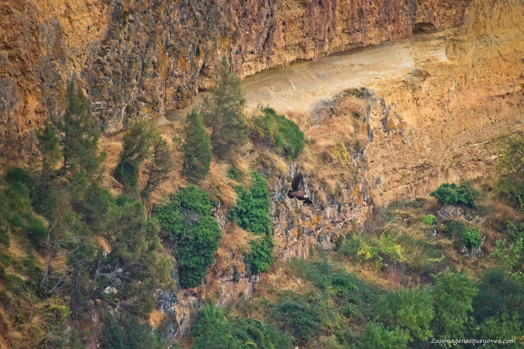 Mirador de San Frutos, el mejor lugar para fotografiar los buitres del Parque Natural de las Hoces del Duratón