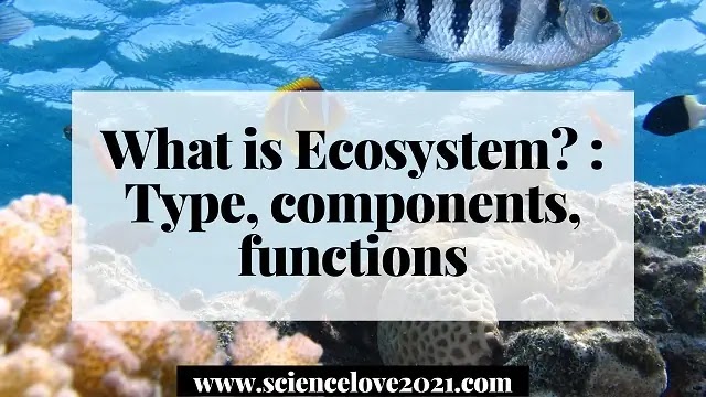 What is Ecosystem? : Type, components, functions