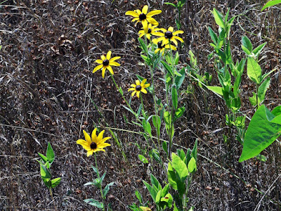 Rudbeckie