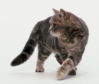 Cat Breeds, Funny Cat Exotic Shorthair Cat
