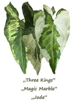 syngonium three kings