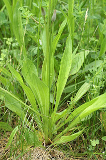 Plantain lancéolé - Plantago lanceolata