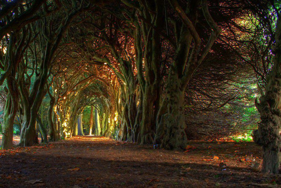 Tree Tunnel, Meath, Ireland.