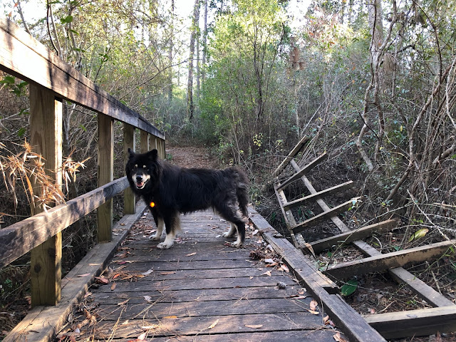 dog on a broken wooden bridge