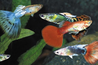 ciri-ciri ikan guppy sehat