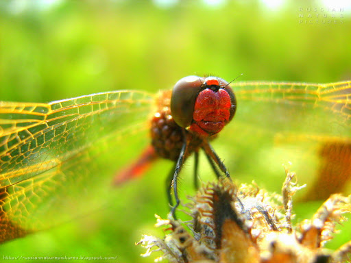 Dragonflies 01