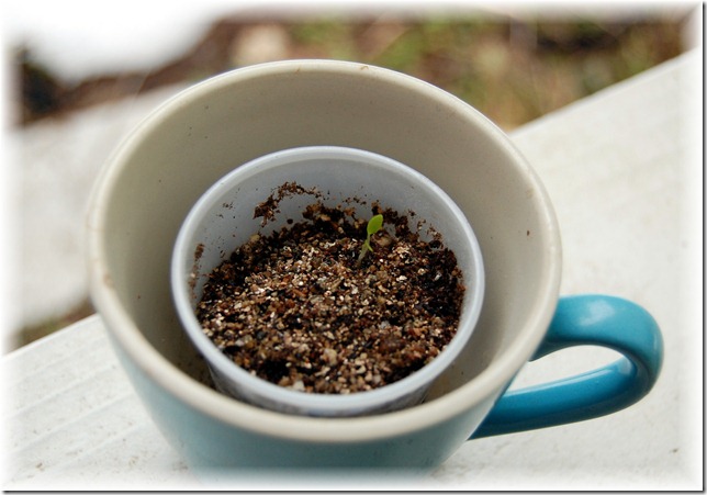 sprout