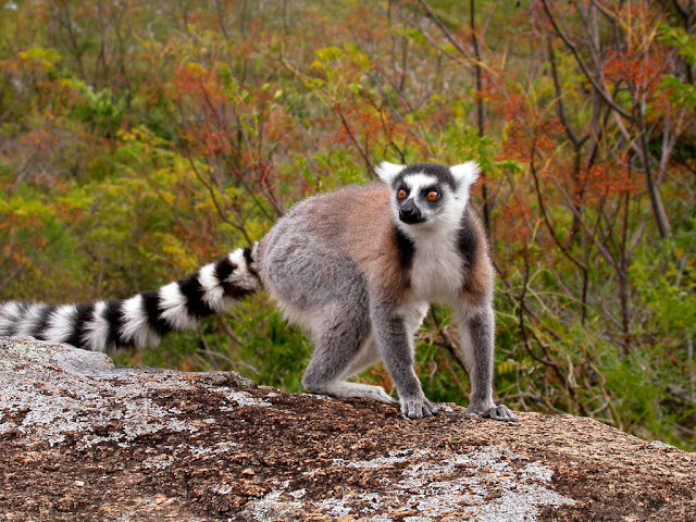 Lemur catta