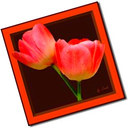 imagesCA01GSA4