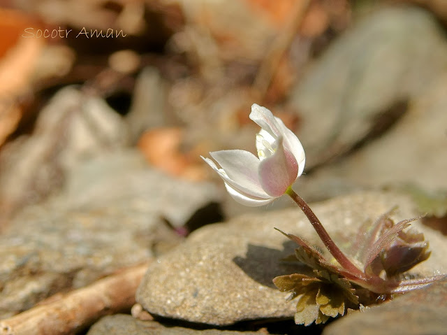 Anemone flaccida